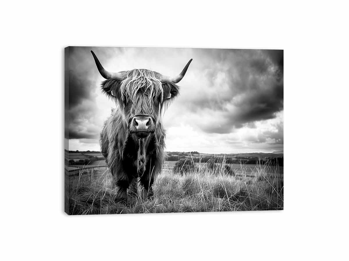 Stormy The Highland Cow Canvas Painting